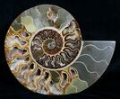 Large Inch Split Ammonite Pair #4366-3